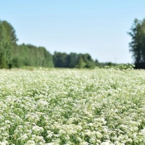 💐 Toivotamme kaikille oikein hyvää ja rauhallista juhannusta!

#juhanauto #oulu #kuusamo #raahe #kemijärvi #vaihtoautot #toyotas...